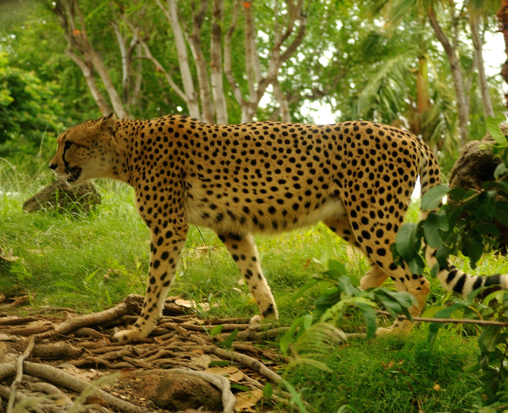 Cheetah walking through a green habitat at Honolulu Zoo