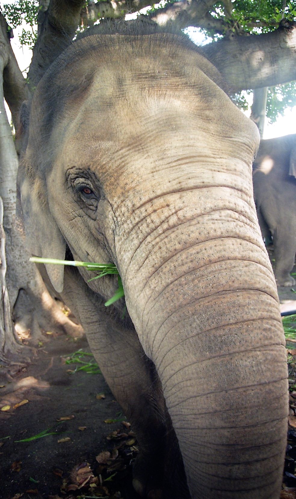 Asian elephant at Honolulu Zoo