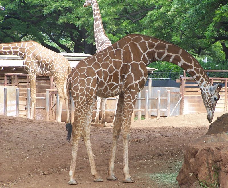 Three reticulated giraffes at Honolulu Zoo