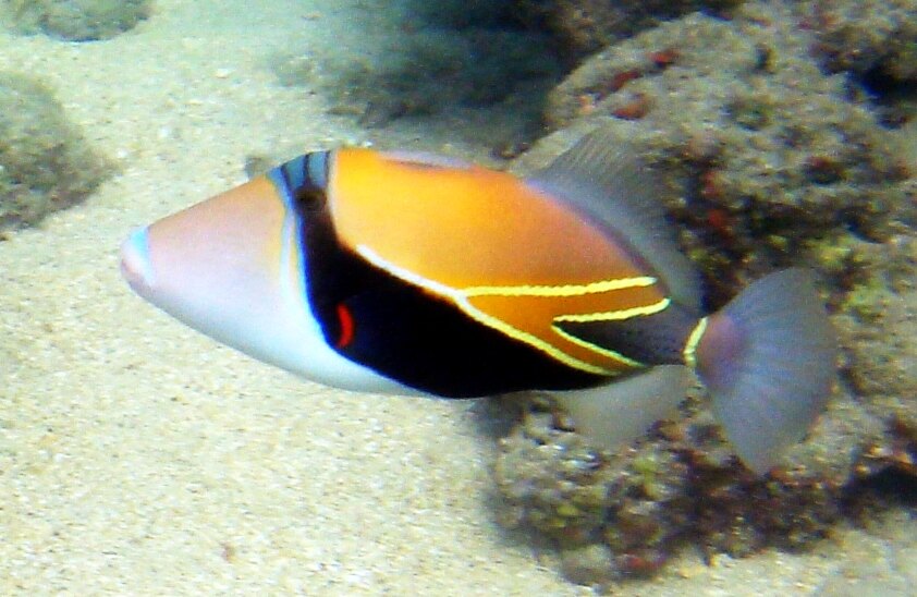 Reef fish swimming underwater at Hanauma Bay