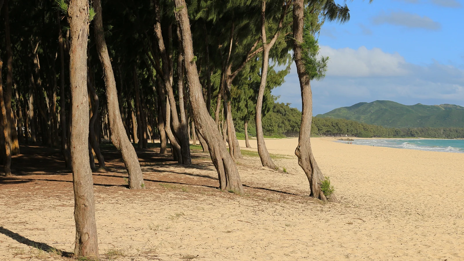 Trees and sand along the Waimānalo shoreline